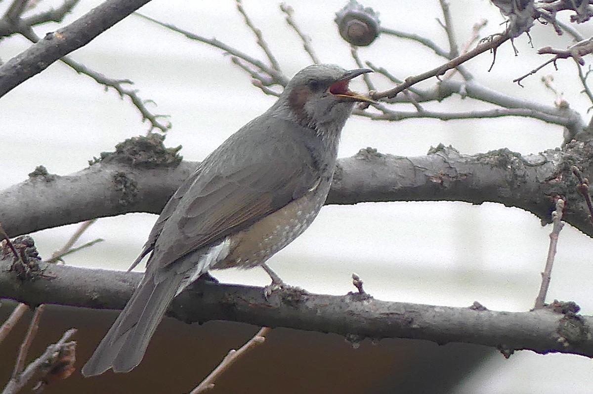 Brown-eared Bulbul - ML647605913