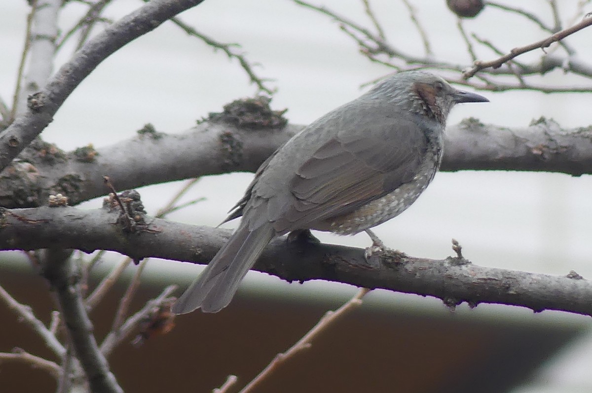 Brown-eared Bulbul - ML647605914