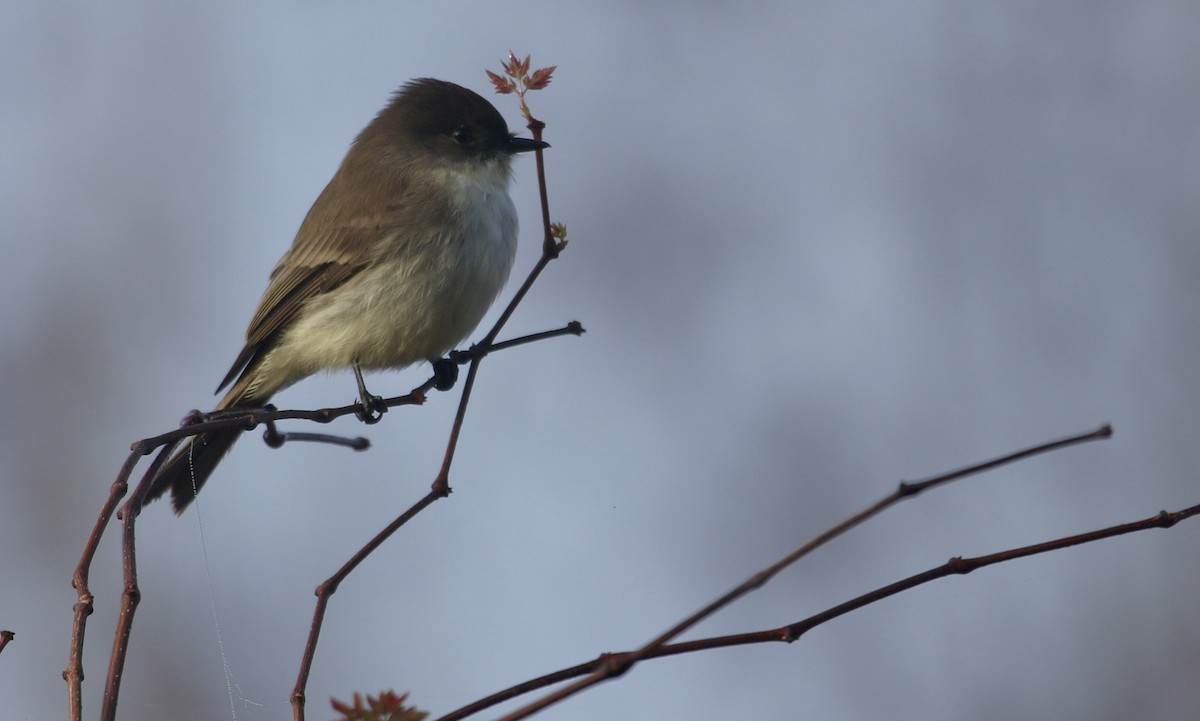 Eastern Phoebe - ML647605915