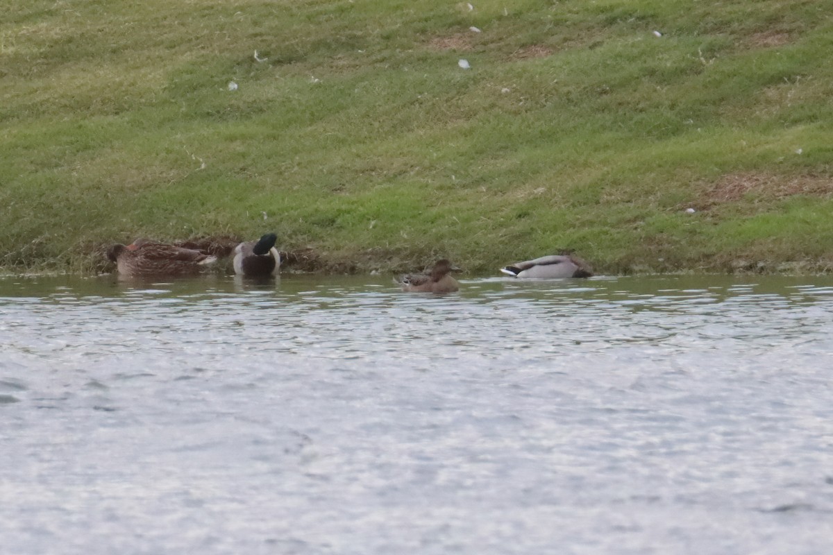 Eurasian Wigeon - ML647605916
