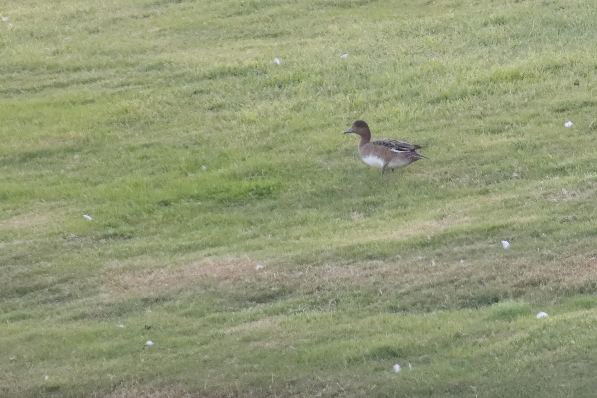 Eurasian Wigeon - ML647605917