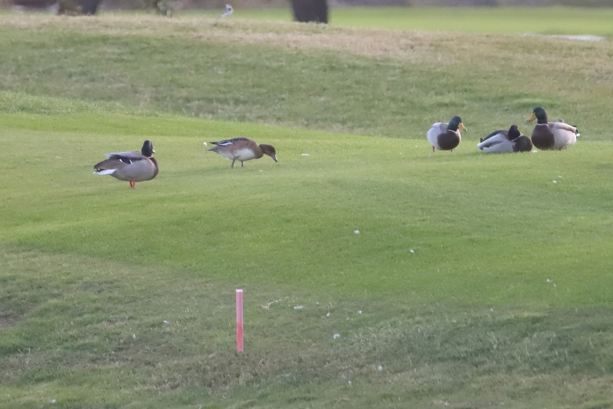 Eurasian Wigeon - ML647605918