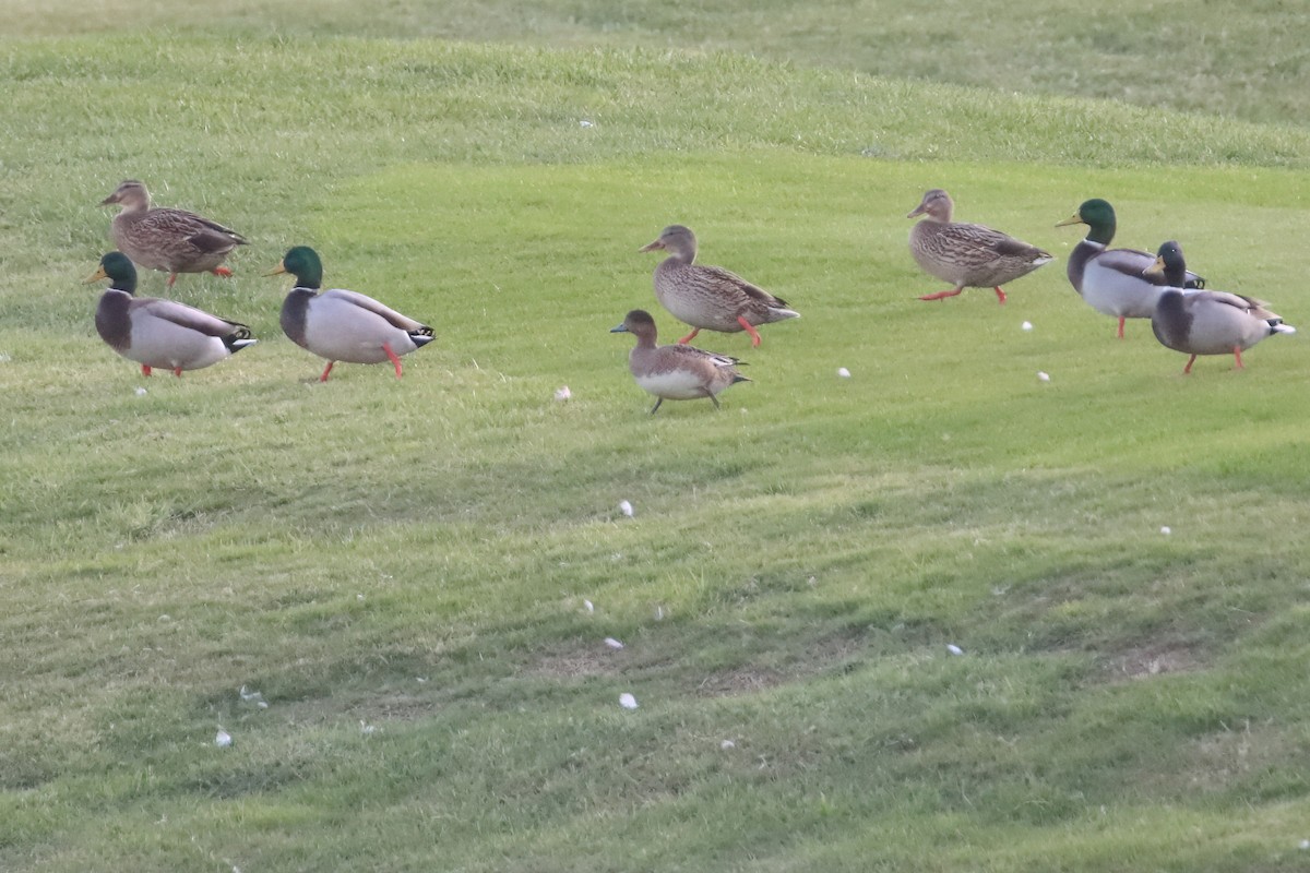 Eurasian Wigeon - ML647605919