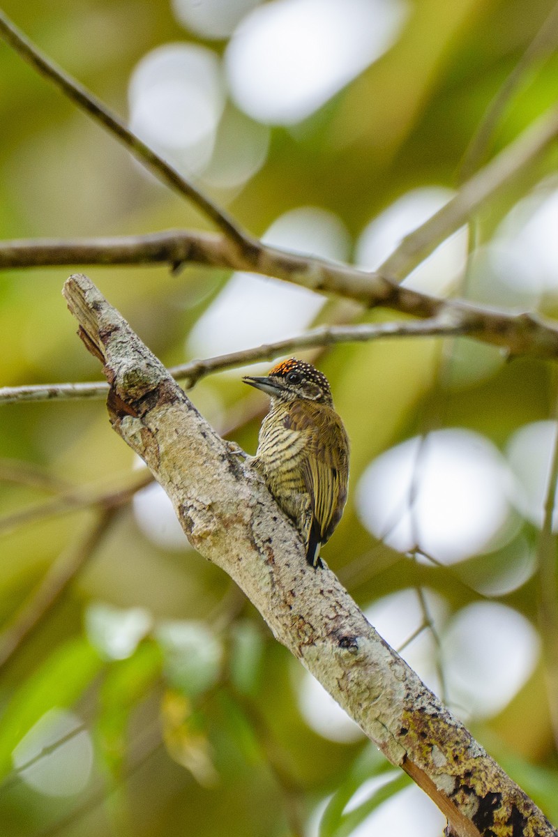 アマゾンヒメキツツキ - ML647605926