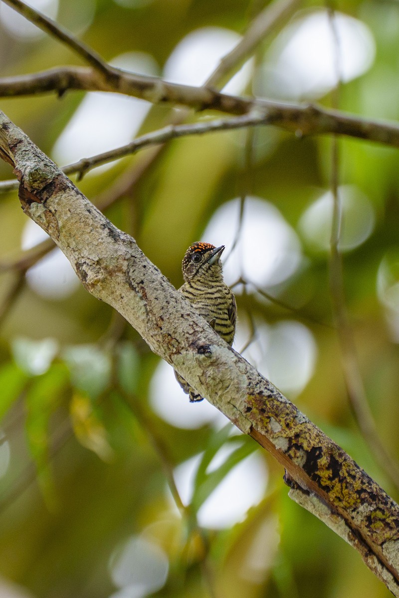 アマゾンヒメキツツキ - ML647605927