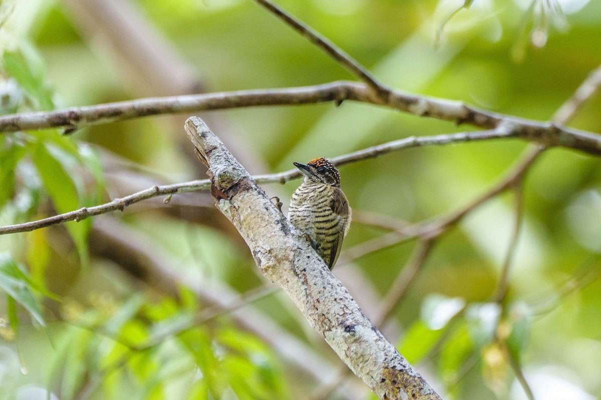 アマゾンヒメキツツキ - ML647605931