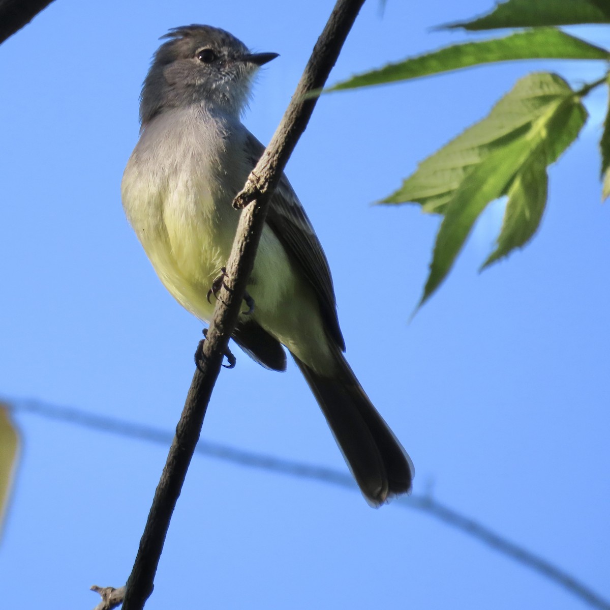 キタヤブハエトリ - ML647605933