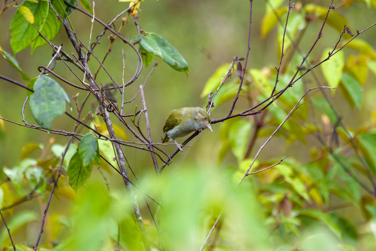 ハイムネヒメモズモドキ - ML647605938