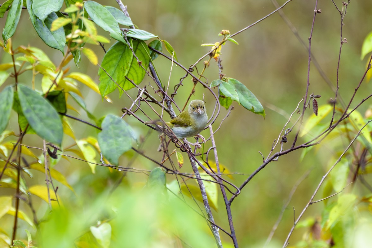 ハイムネヒメモズモドキ - ML647605939