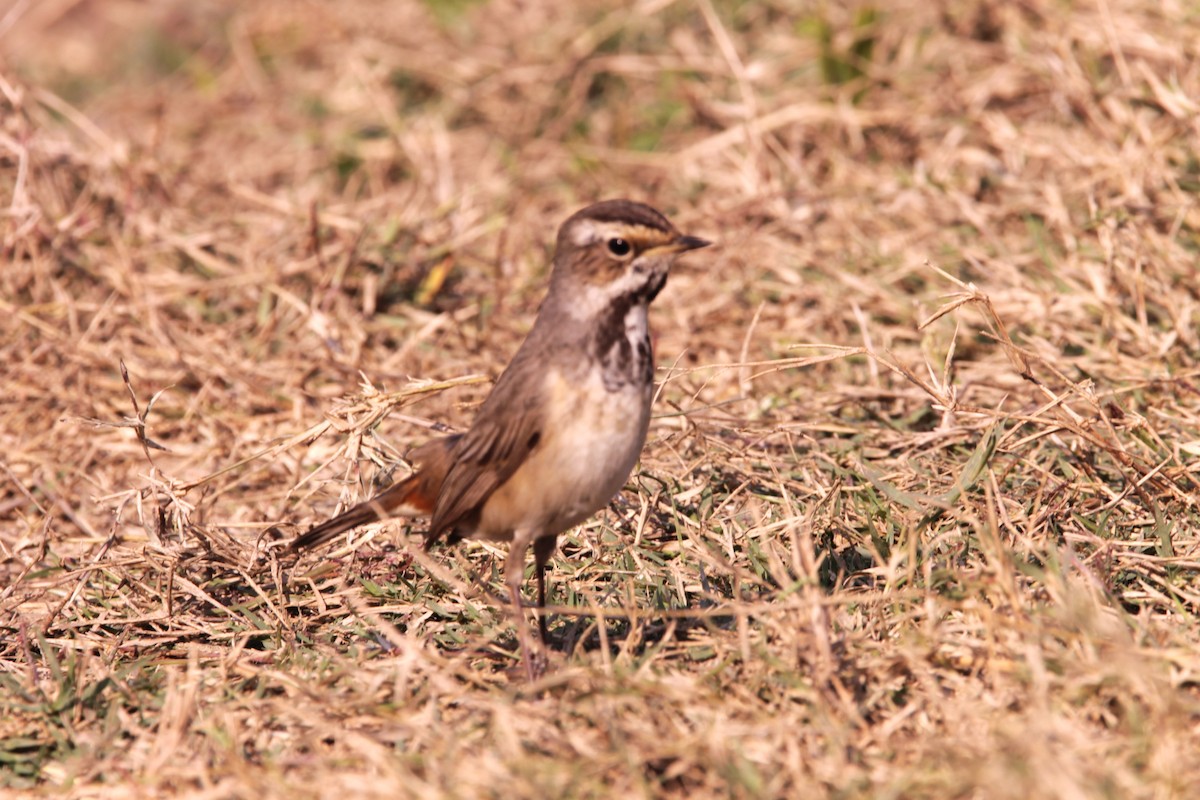 オガワコマドリ - ML647605940