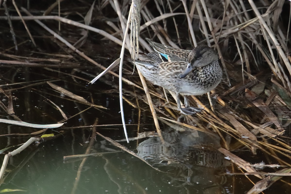 コガモ（亜種 コガモ） - ML647605942