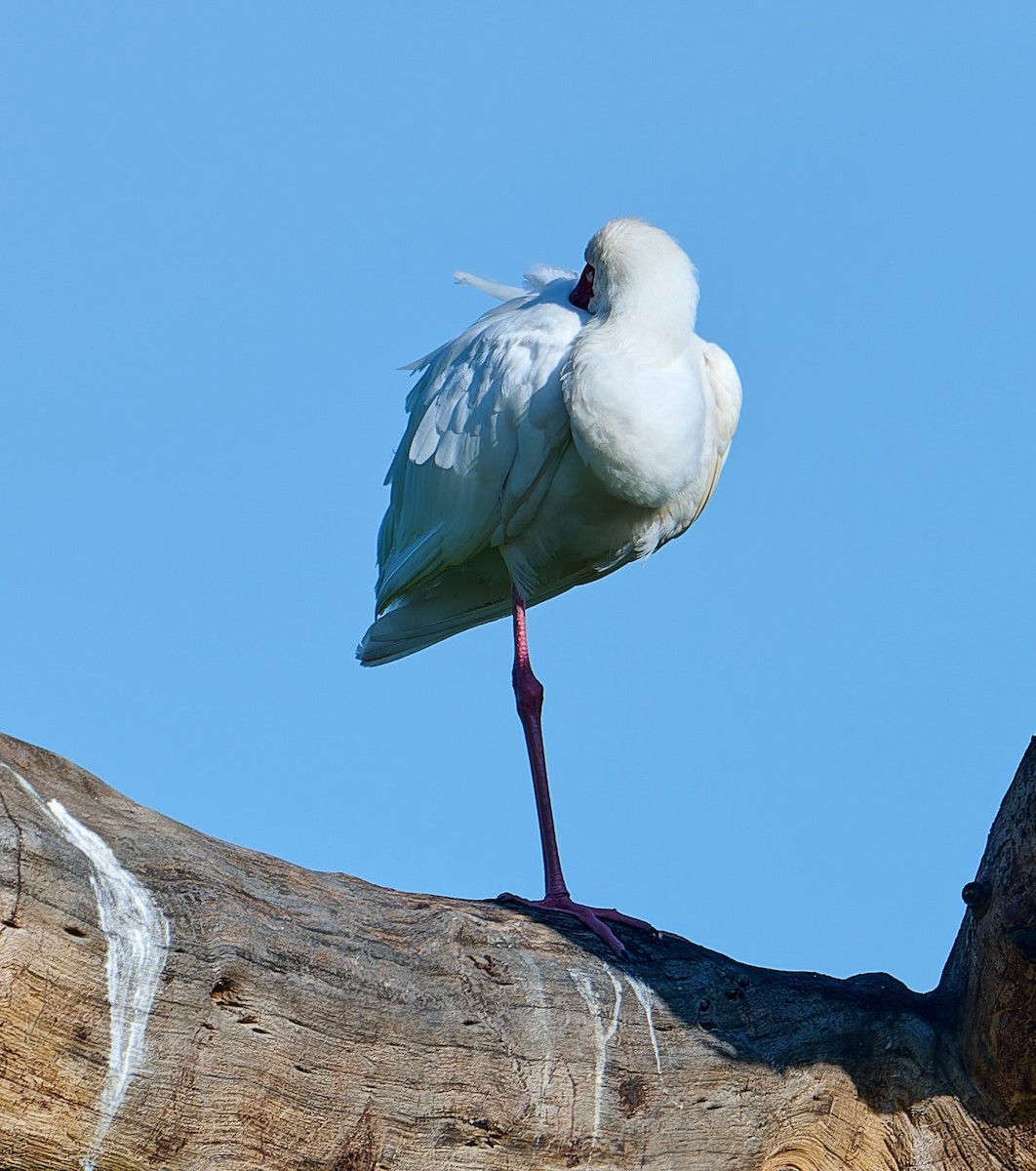 アフリカヘラサギ - ML647605943