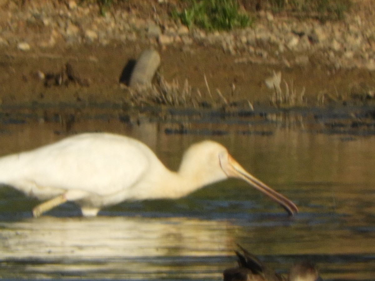 キバシヘラサギ - ML647605945