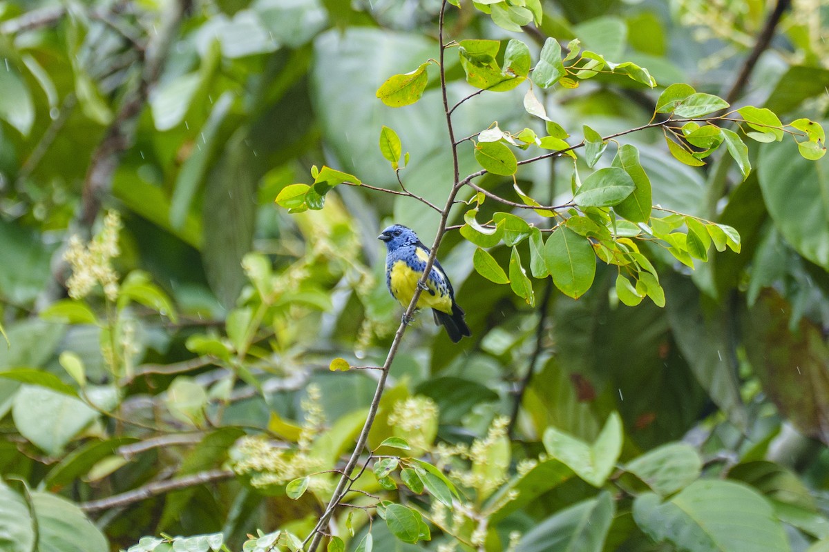 トルコイシフウキンチョウ - ML647605949