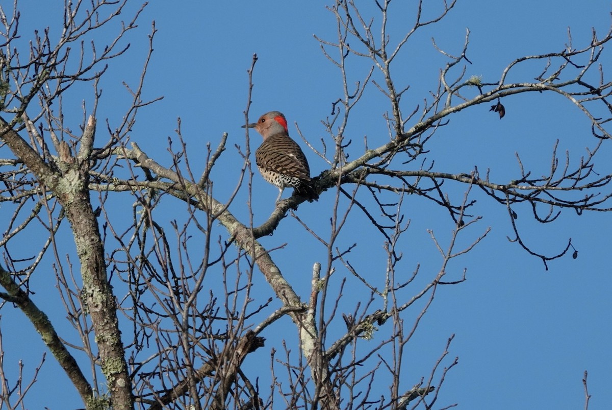 ハシボソキツツキ - ML647605950