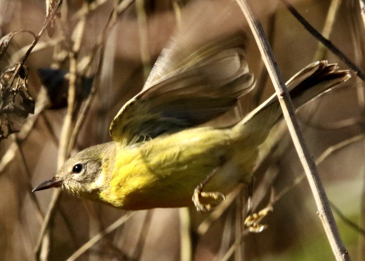 チャスジアメリカムシクイ - ML647605951