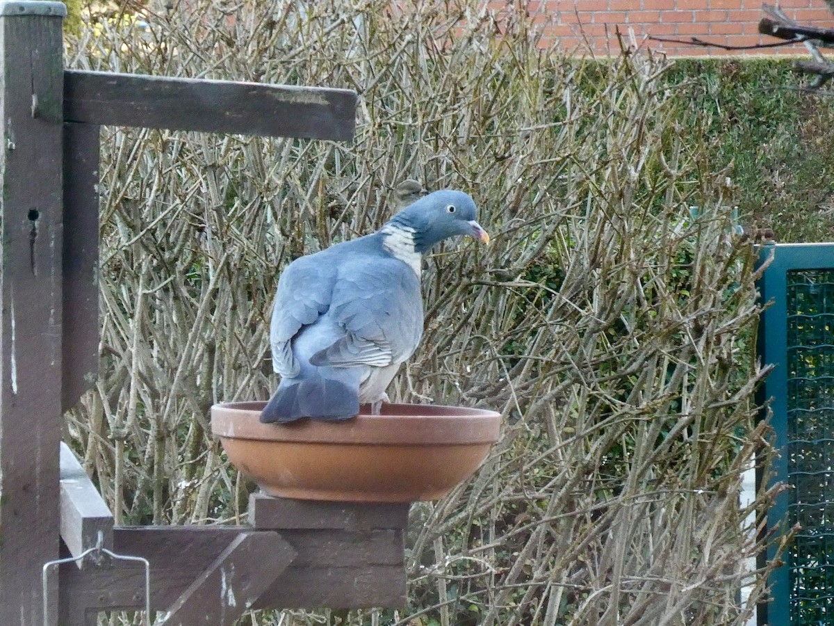 モリバト - ML647605952