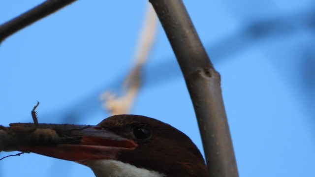 White-throated Kingfisher - ML647605955