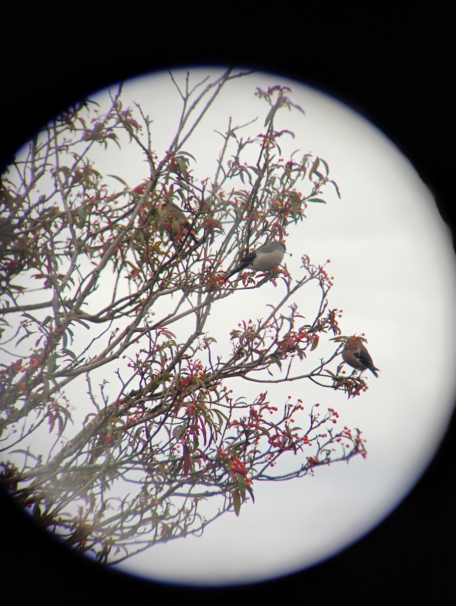 アトリ科 - ML647605956