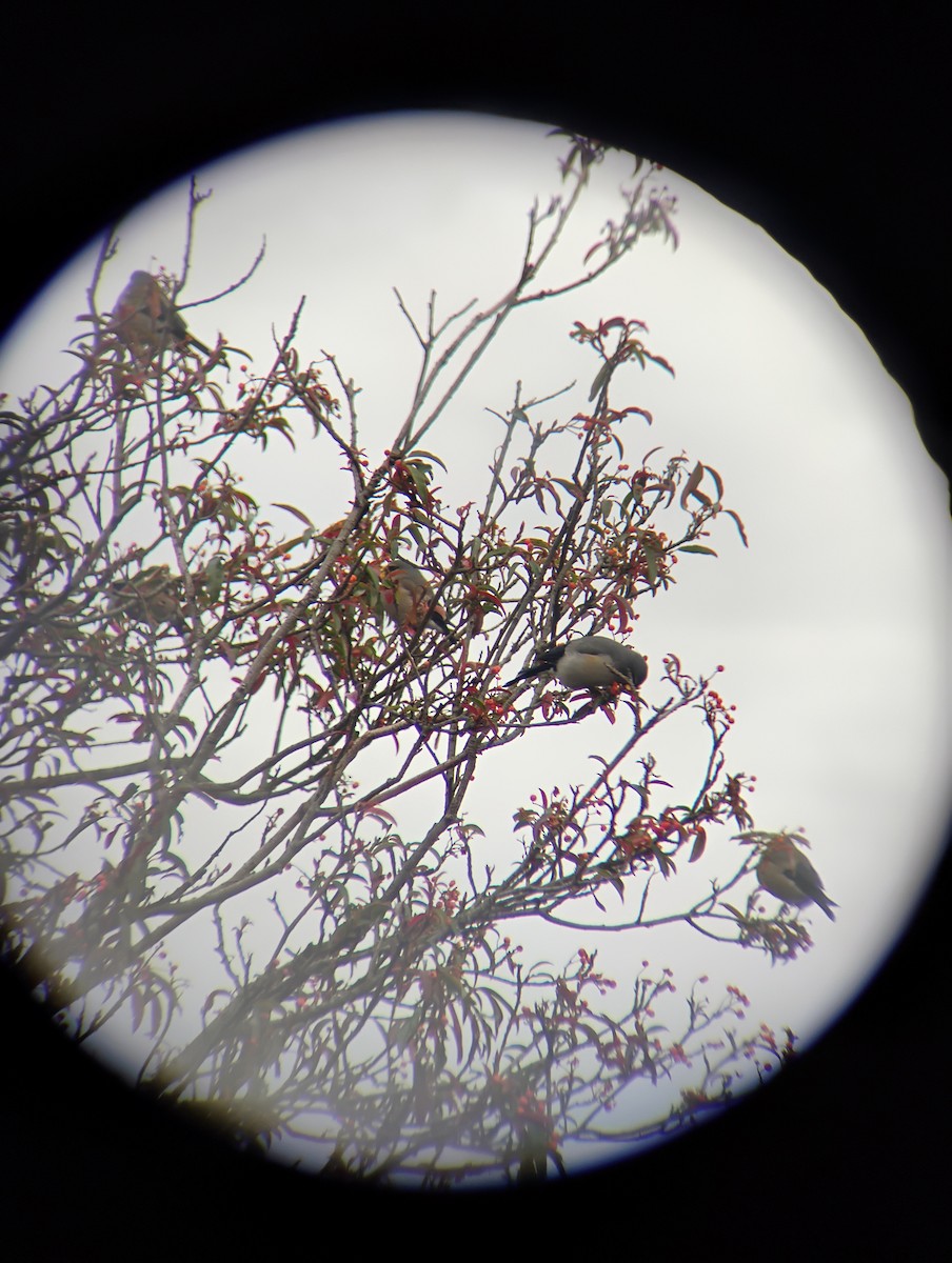 アトリ科 - ML647605957