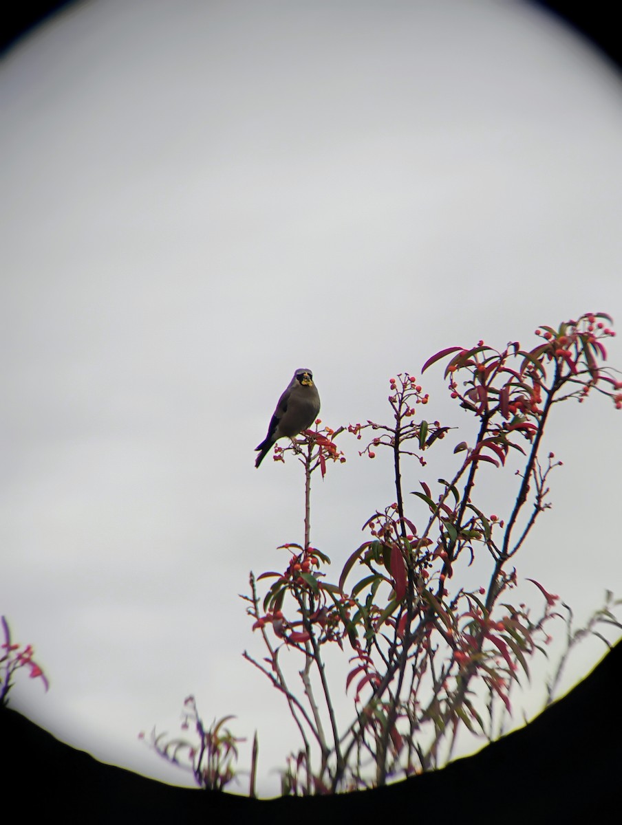 アトリ科 - ML647605958