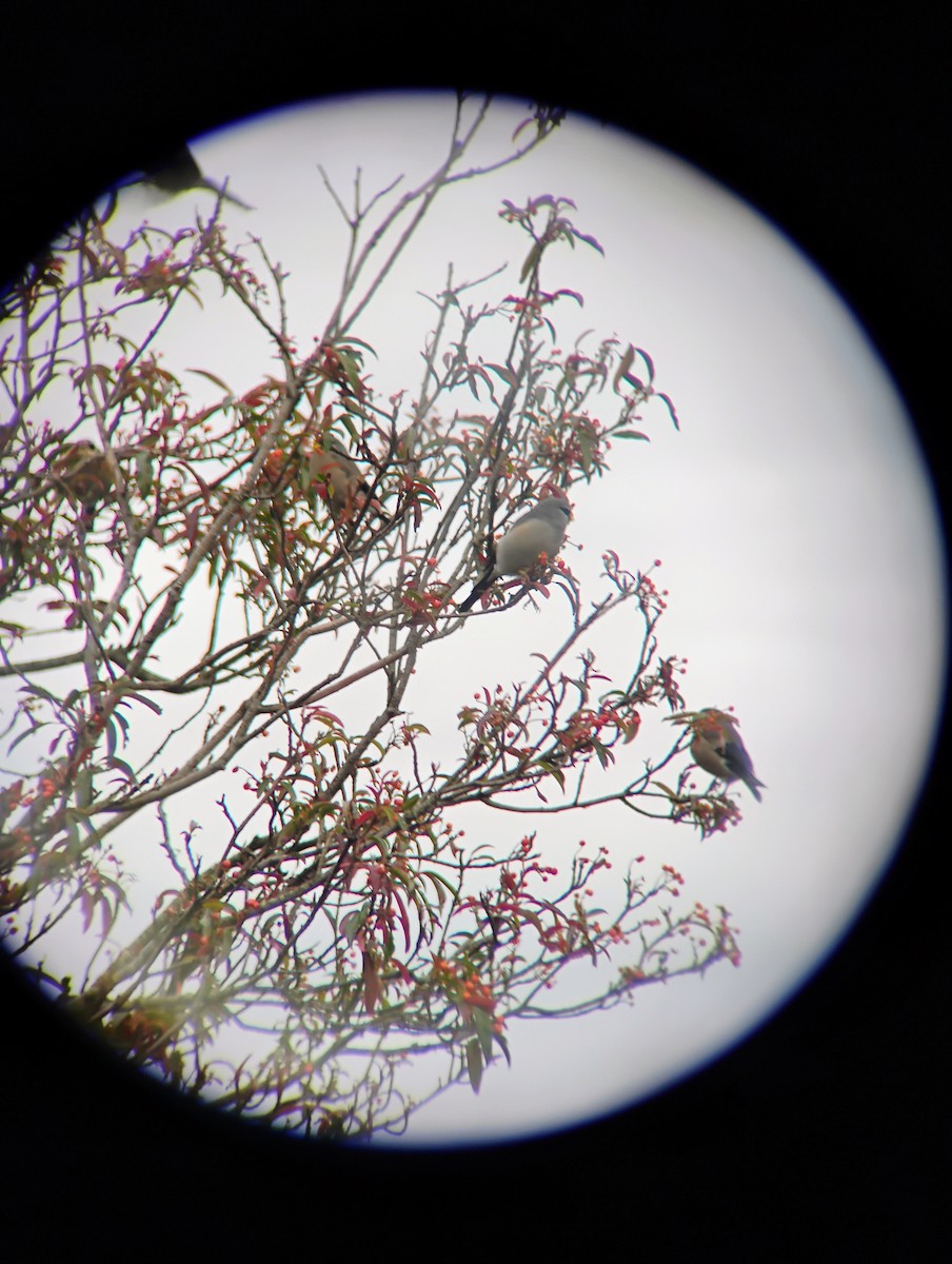 アトリ科 - ML647605959