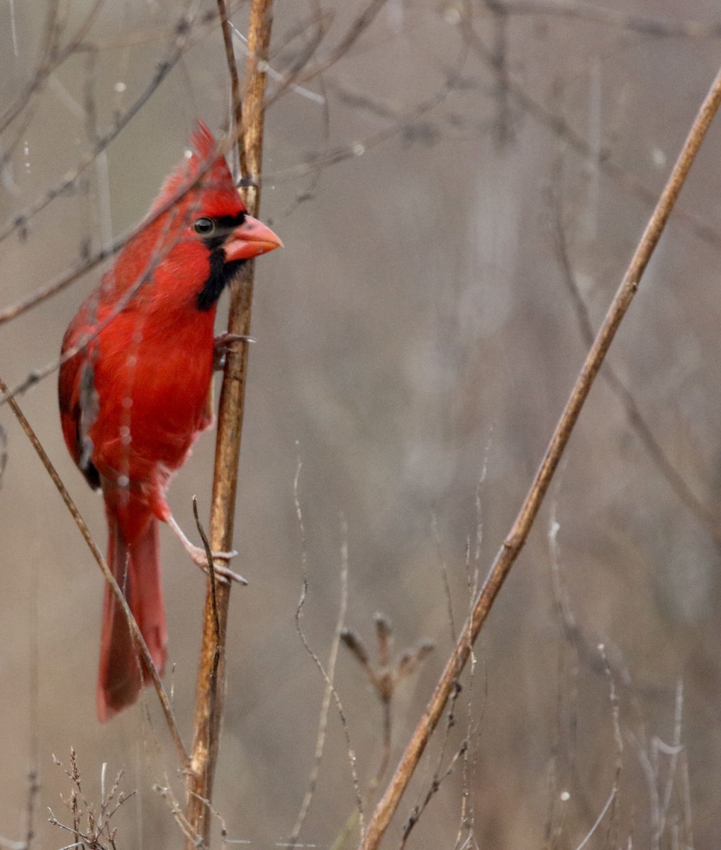 ショウジョウコウカンチョウ - ML647605960