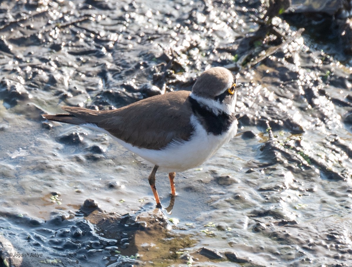 コチドリ - ML647605966