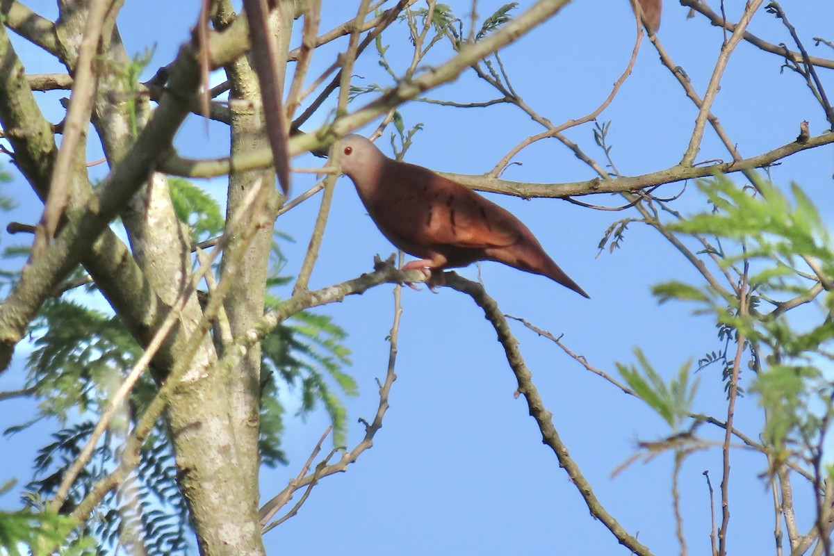 ケアシスズメバト - ML647605970