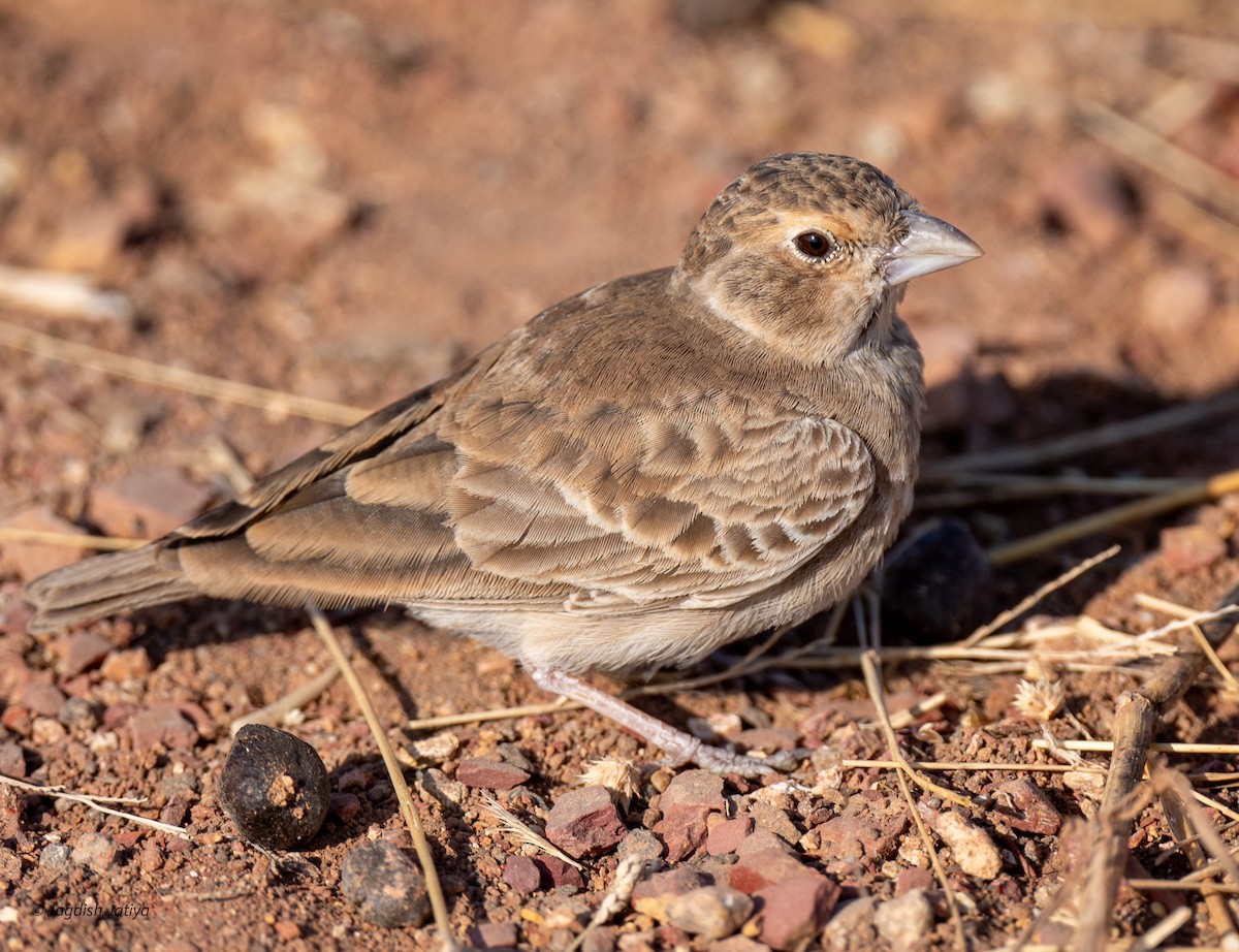 ハイガシラスズメヒバリ - ML647605971