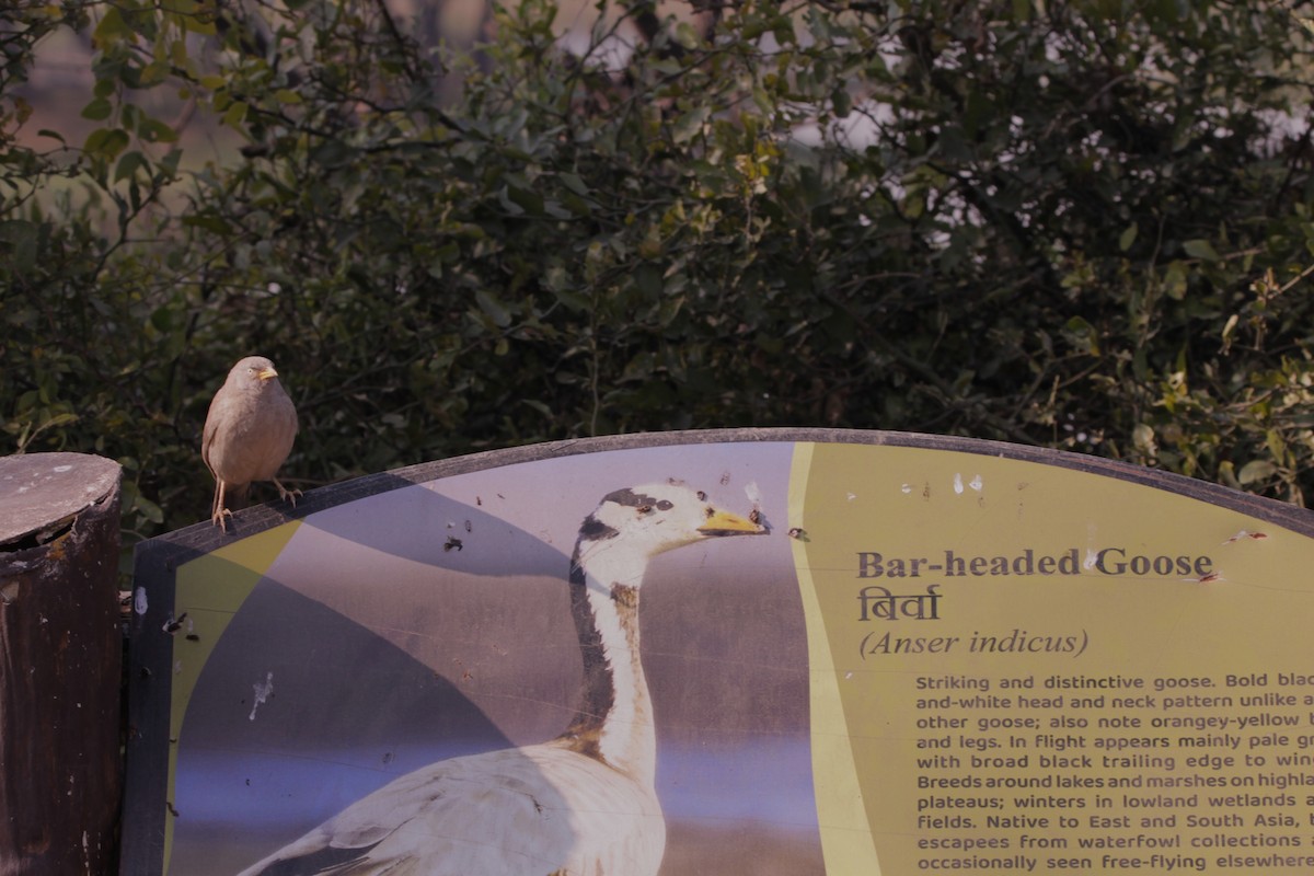 Кратеропа попеляста - ML647605972