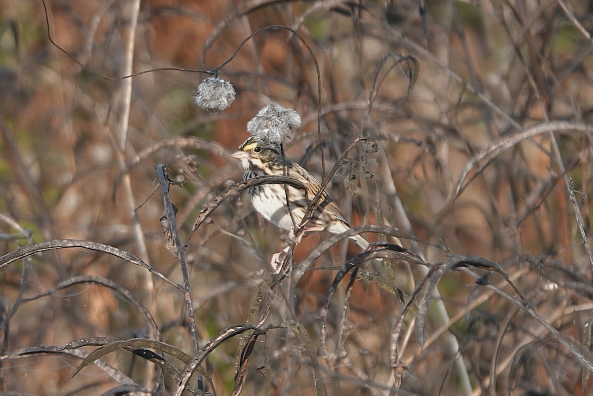 Пасовник савановий - ML647605973