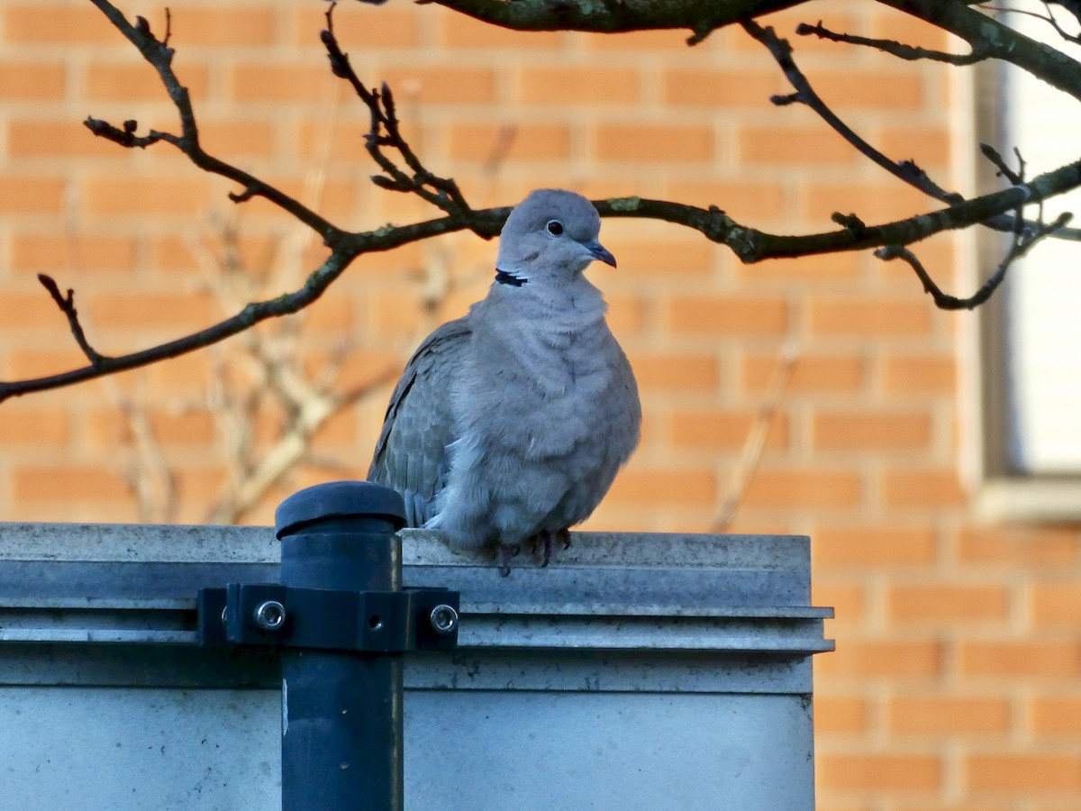 Горлиця садова - ML647605974