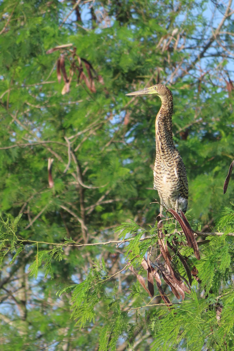 Бушля мексиканська - ML647605976