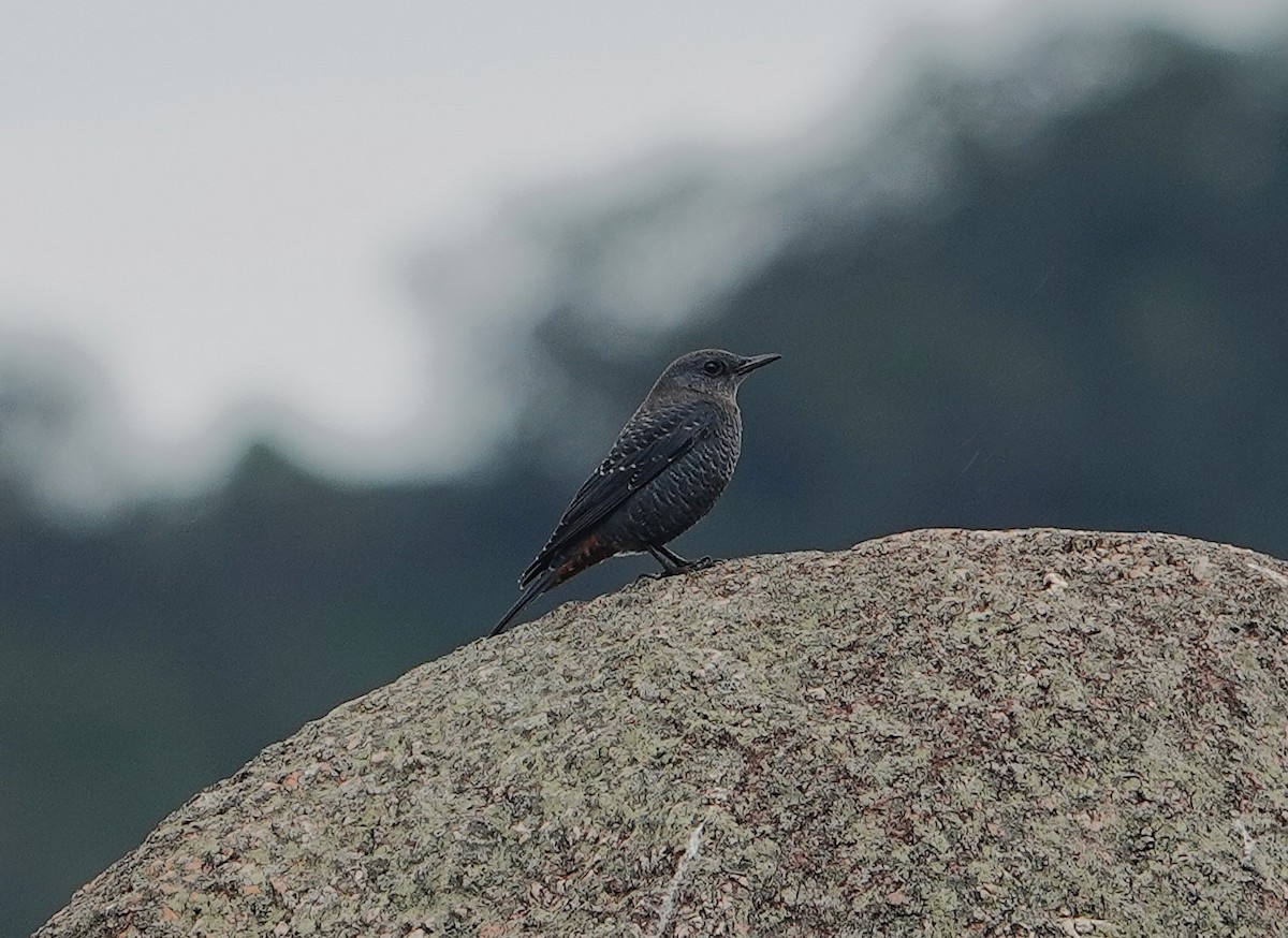 Скеляр синій (підвид pandoo) - ML647605977