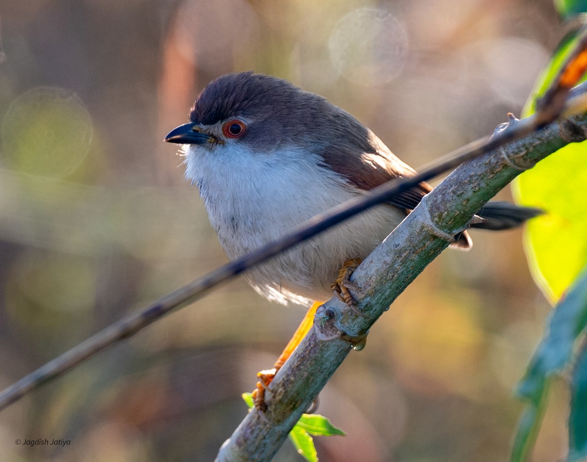 Рудокрильниця золотиста - ML647605978