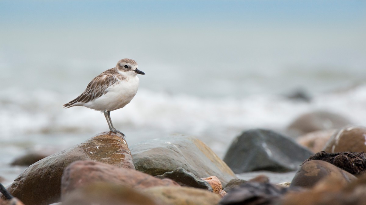 Пісочник маорійський - ML647605979