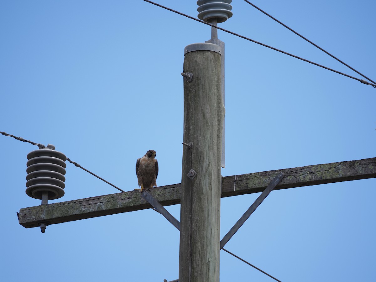 Сапсан - ML647605980