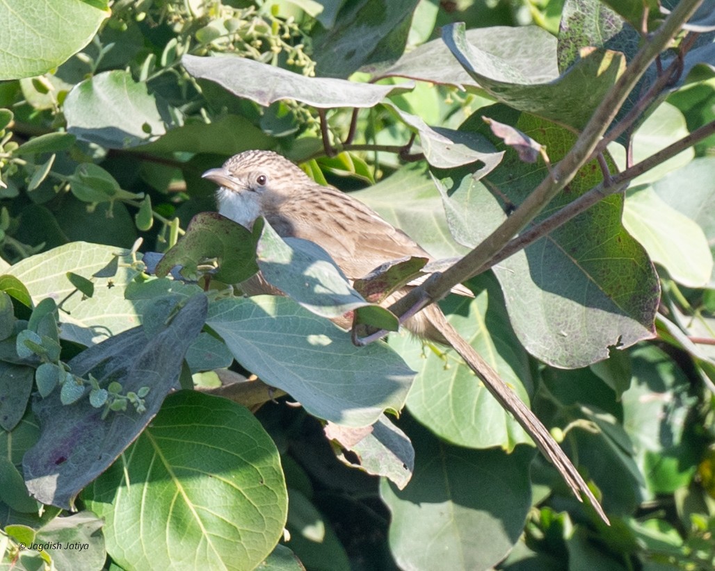 Кратеропа довгохвоста - ML647605981