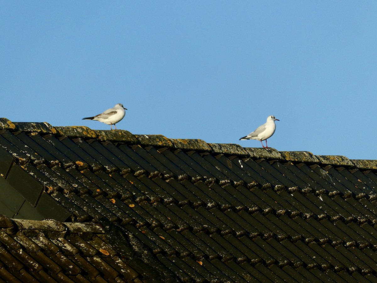 Мартин звичайний - ML647605982