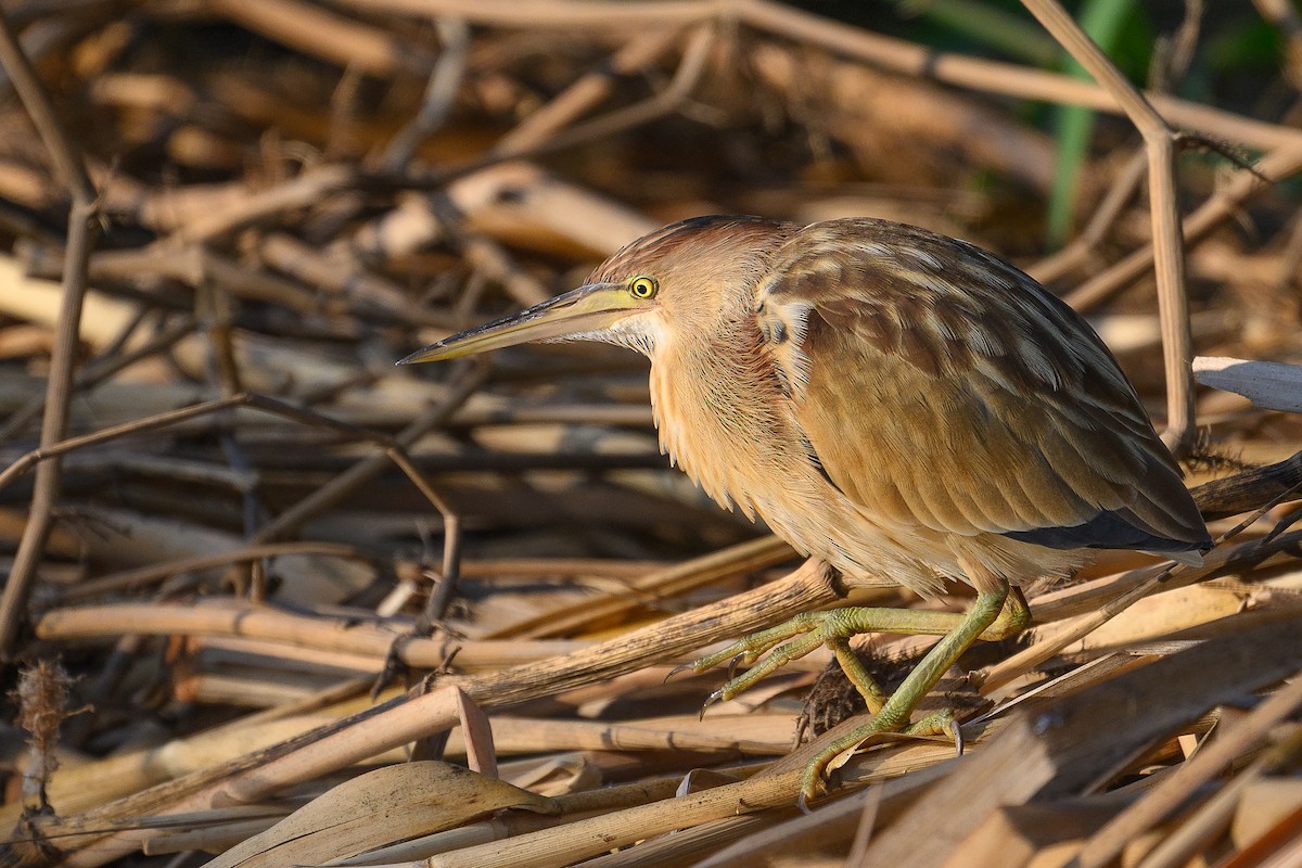 Бугайчик китайський - ML647605985