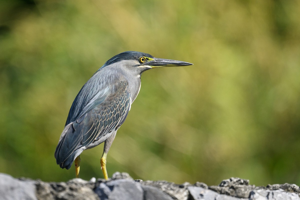 Little Heron (Asian) - ML647605986