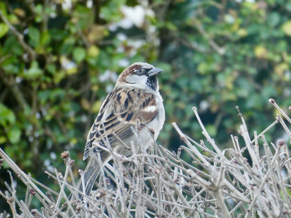 Горобець хатній - ML647605987