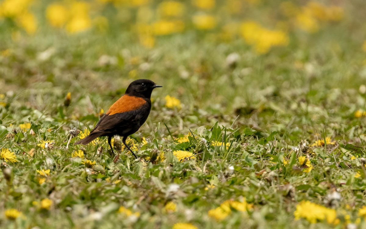 Негрито патагонський - ML647605988