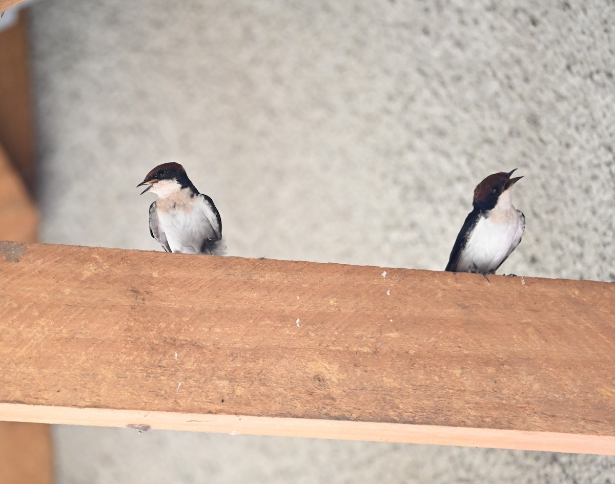 Ластівка ниткохвоста - ML647605990