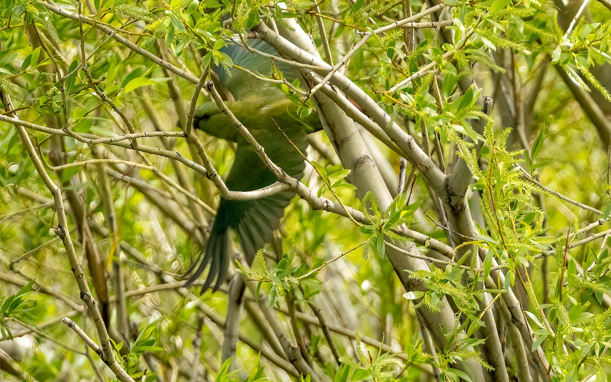 Папуга-червонохвіст короткодзьобий - ML647605992