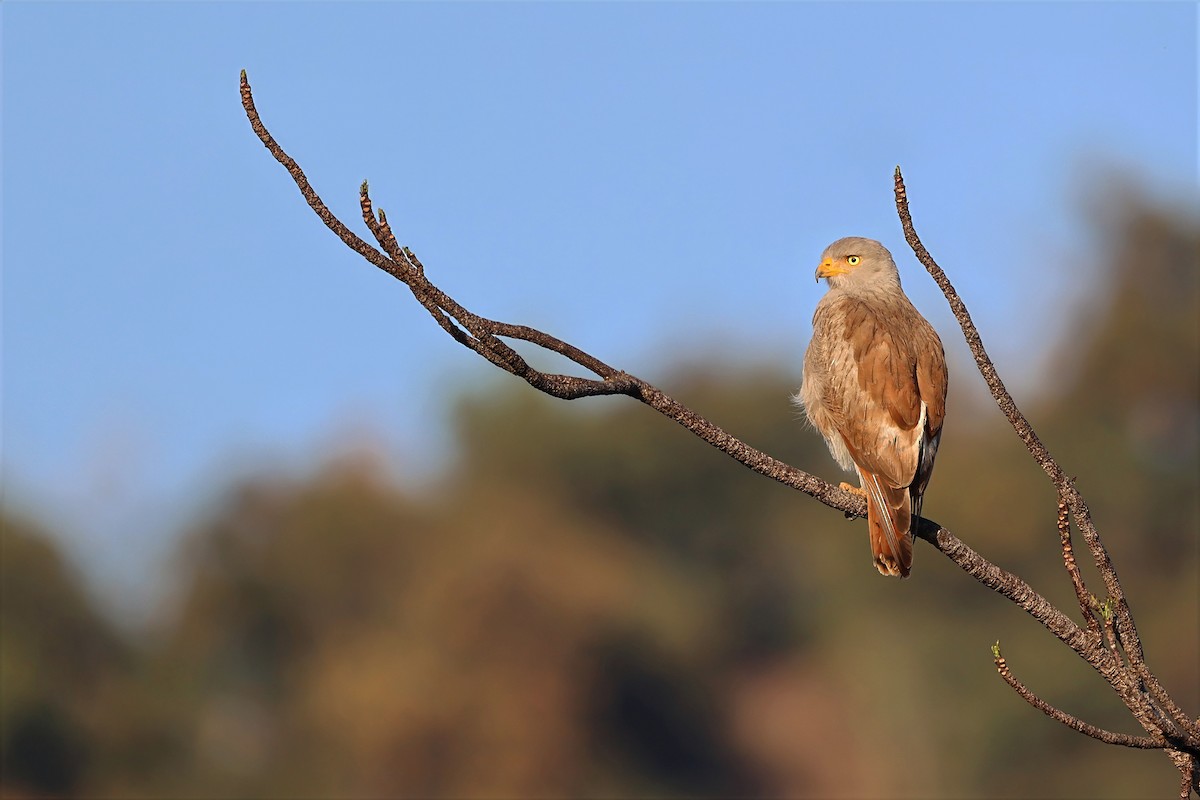 Канюк рудокрилий - ML647605993