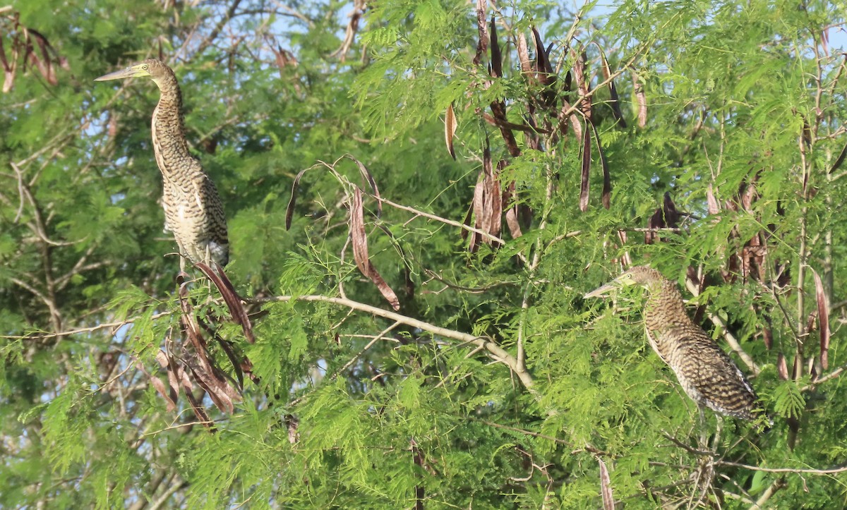 Бушля мексиканська - ML647605994