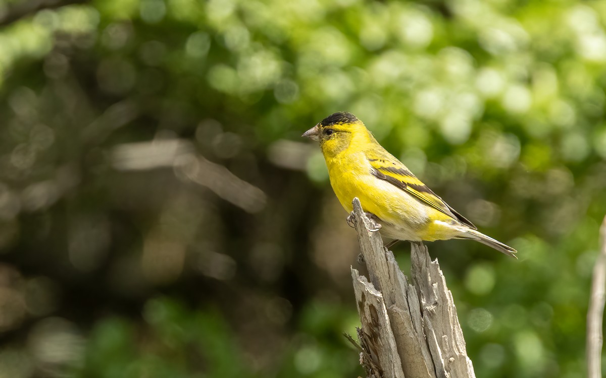 Чиж бородатий - ML647605996