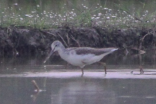 Коловодник великий - ML647605998